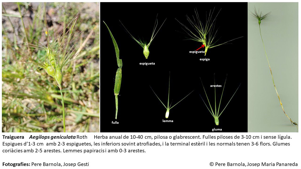 fitxa_Aegilops_geniculata