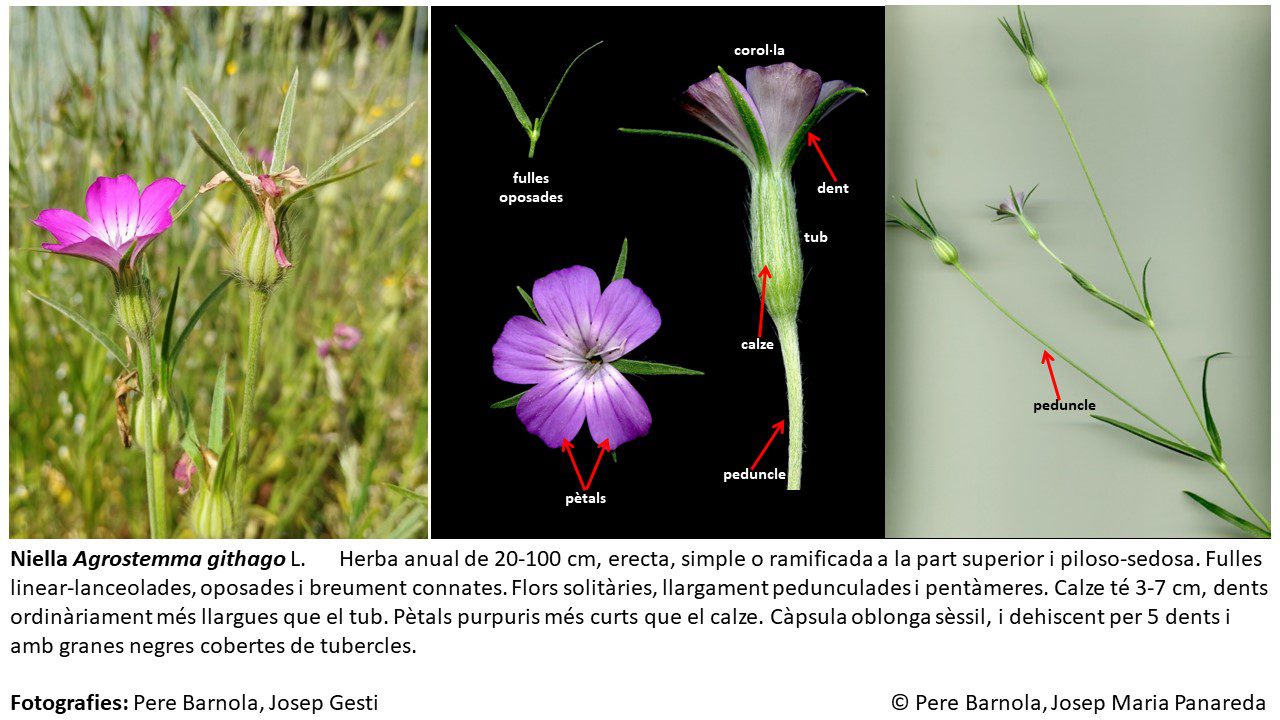fitxa_Agrostemma_githago