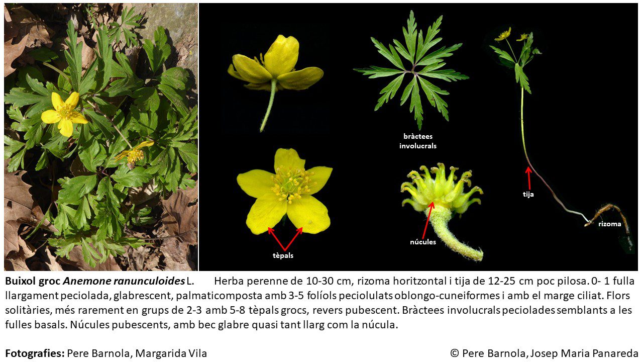 fitxa_Anemone_ranunculoides