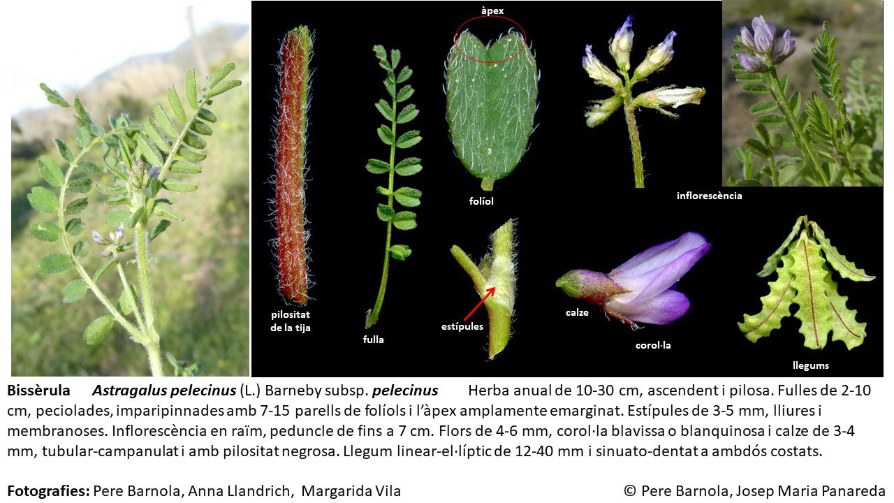 fitxa_Astragalus_pelecinus_pelecinus
