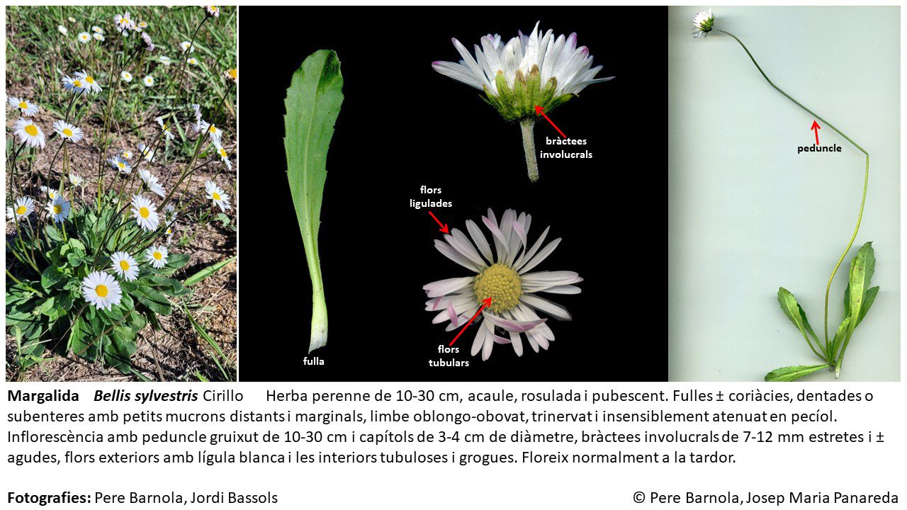 fitxa_Bellis_sylvestris