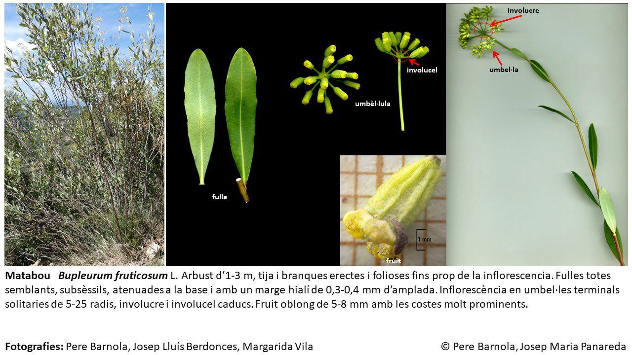 fitxa_Bupleurum_fruticosum