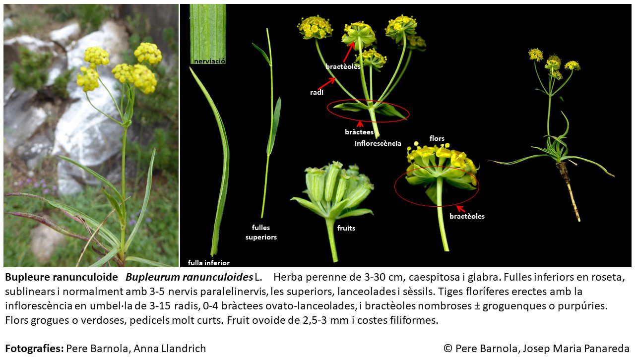 fitxa_Bupleurum_ranunculoides