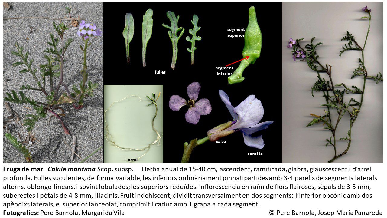 fitxa_Cakile_maritima_maritima