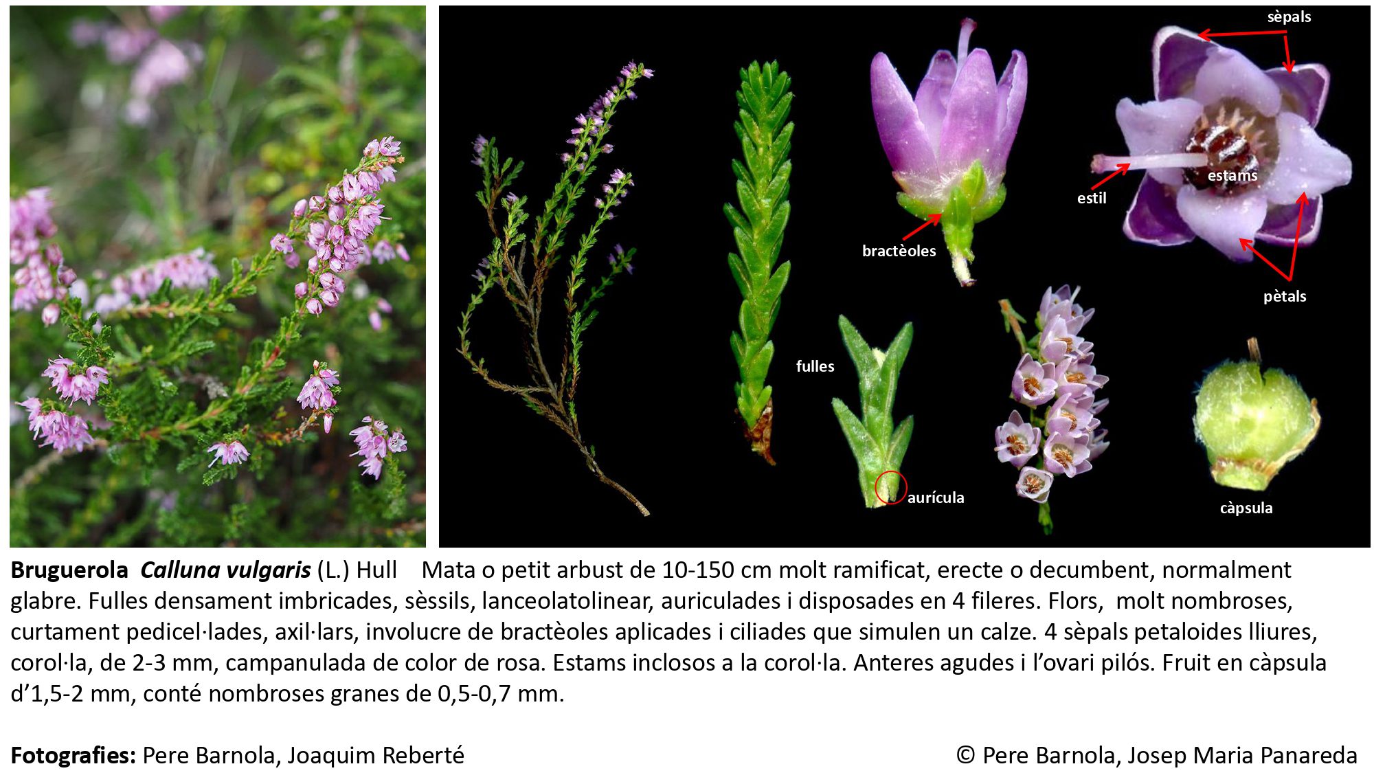 fitxa_Calluna_vulgaris