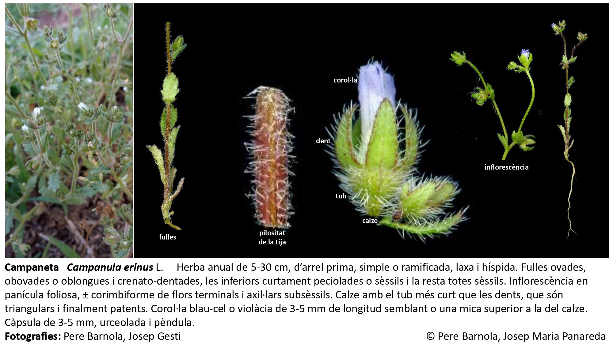 fitxa_Campanula_erinus