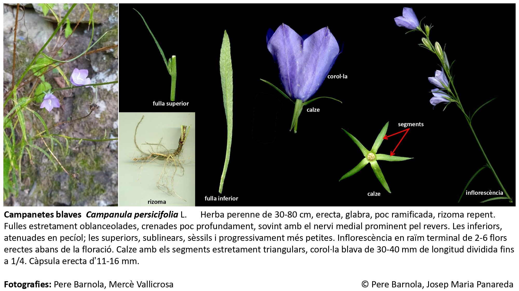 fitxa_Campanula_persicifolia