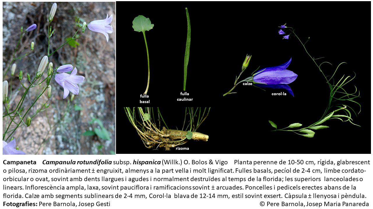 fitxa_Campanula_rotundifolia_hispanica