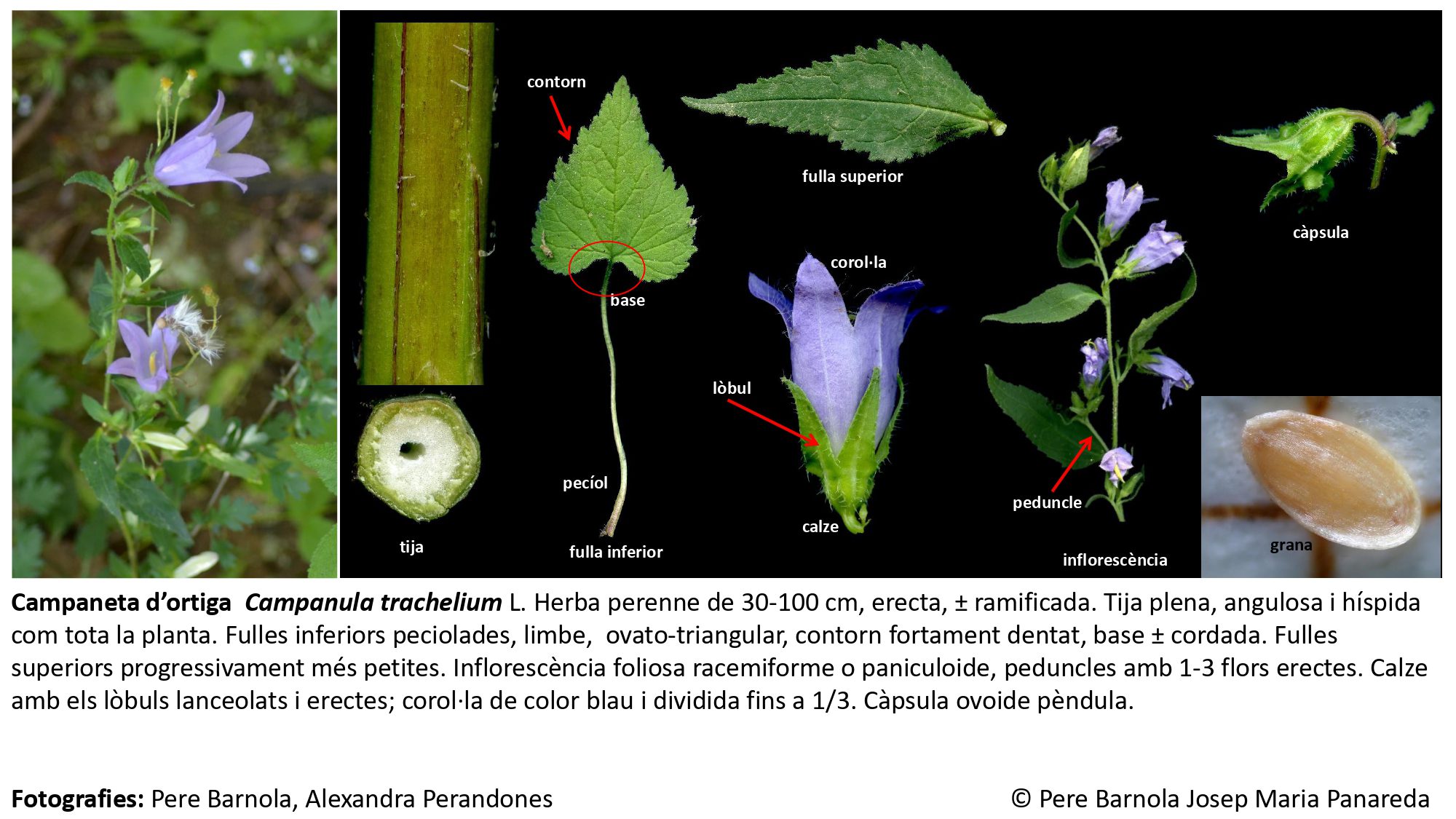fitxa_Campanula_trachelium