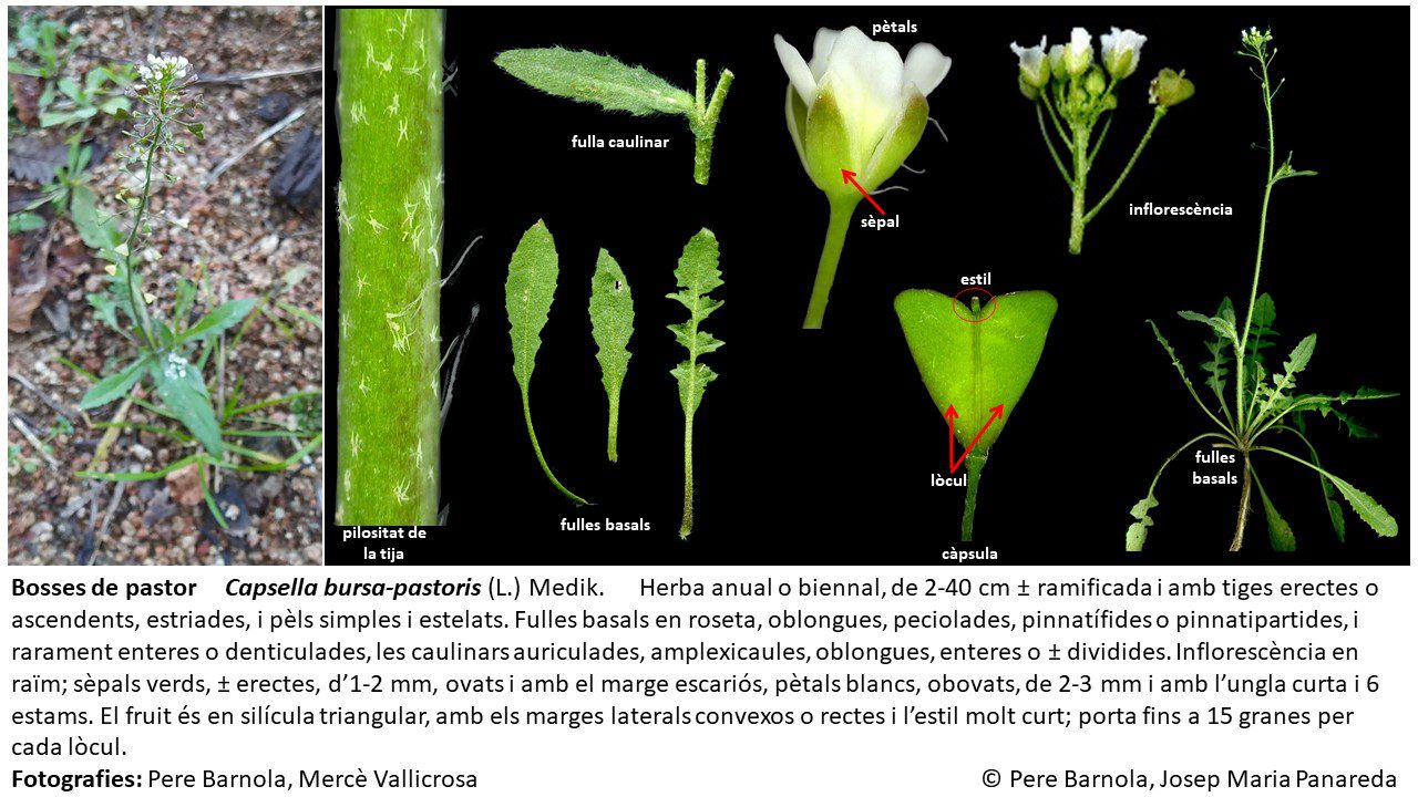 fitxa_Capsella_bursa-pastoris