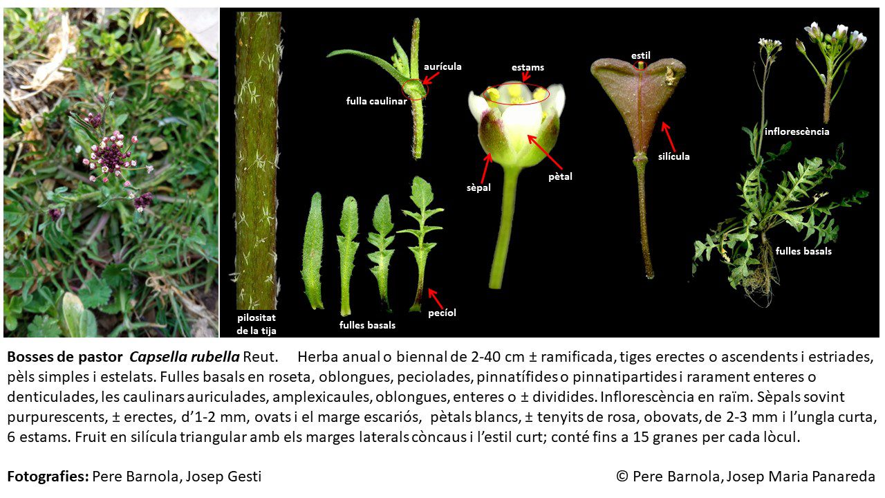 fitxa_Capsella_rubella