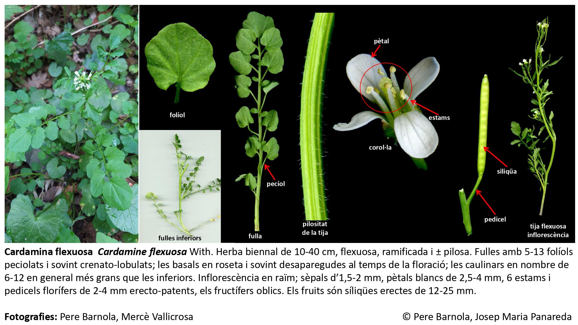 fitxa_Cardamine_flexuosa