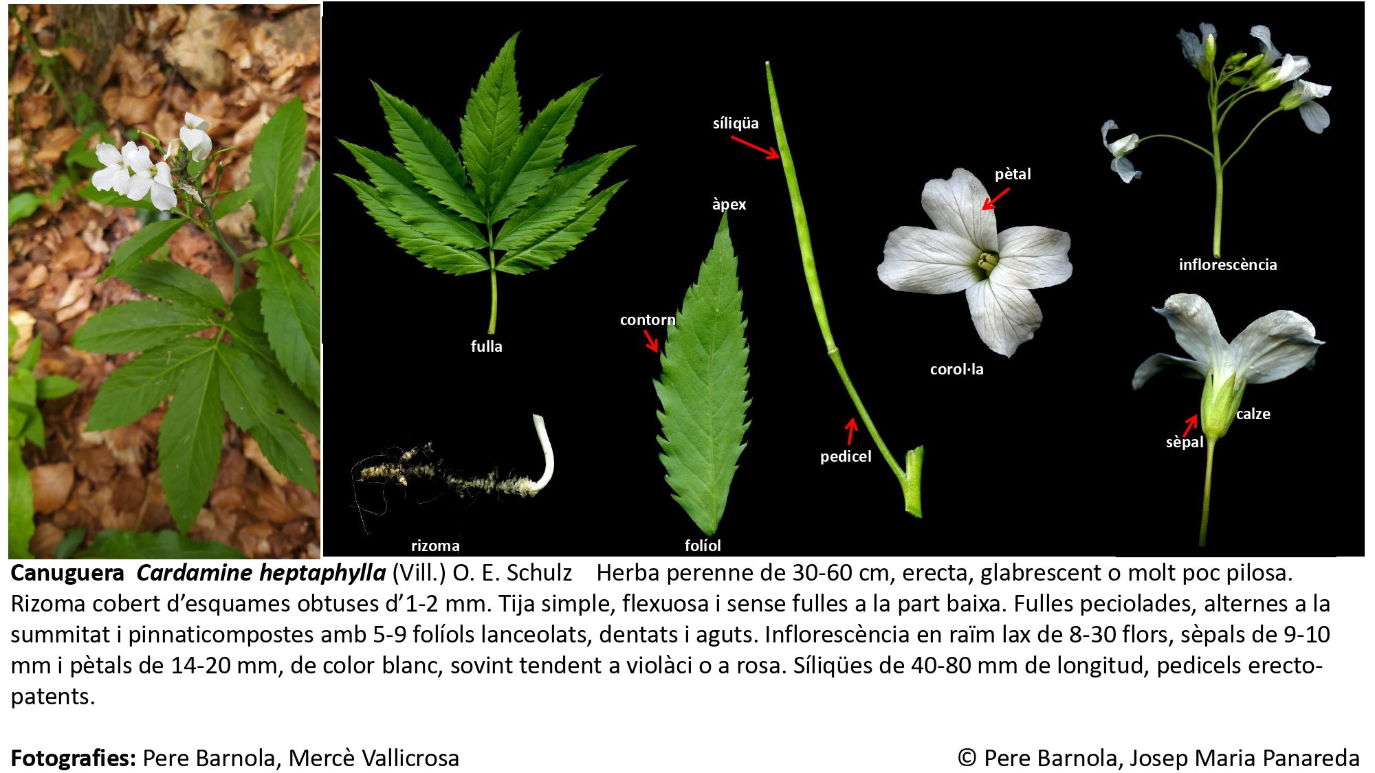 fitxa_Cardamine_heptaphylla