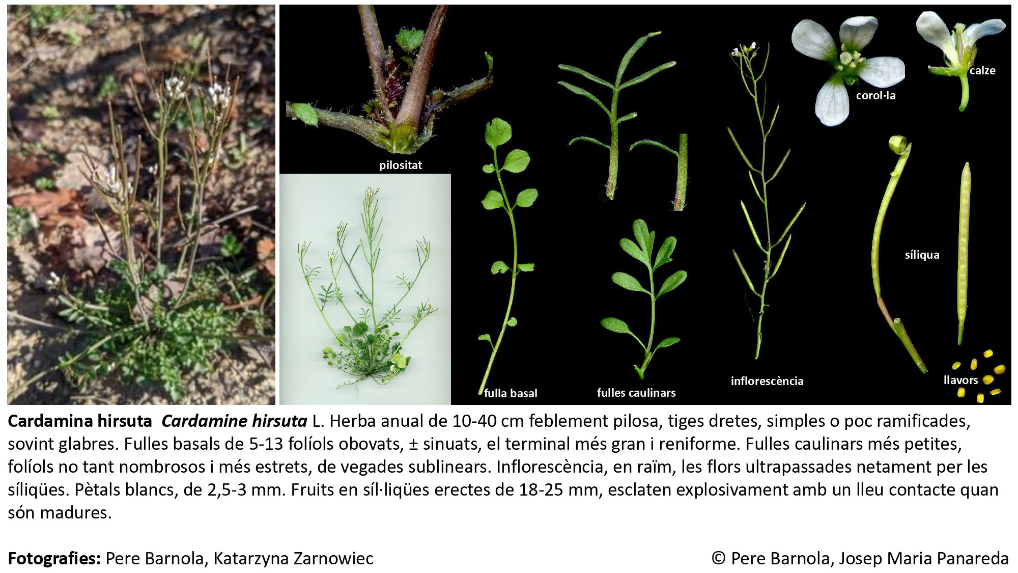 fitxa_Cardamine_hirsuta
