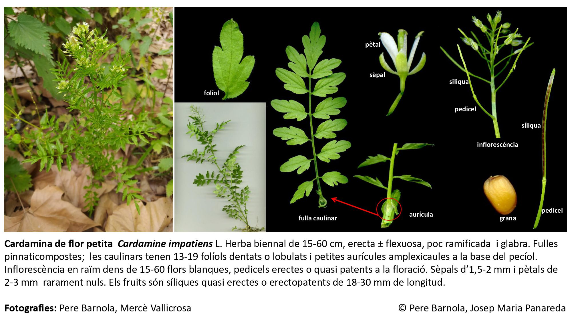 fitxa_Cardamine_impatiens_impatiens