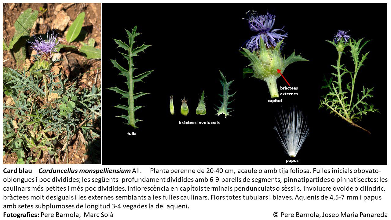 fitxa_Carduncellus_monspelliensium