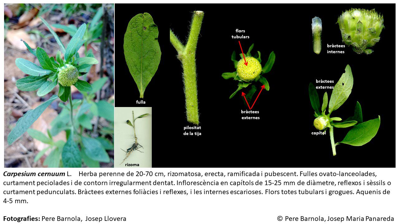 fitxa_Carpesium_cernuum