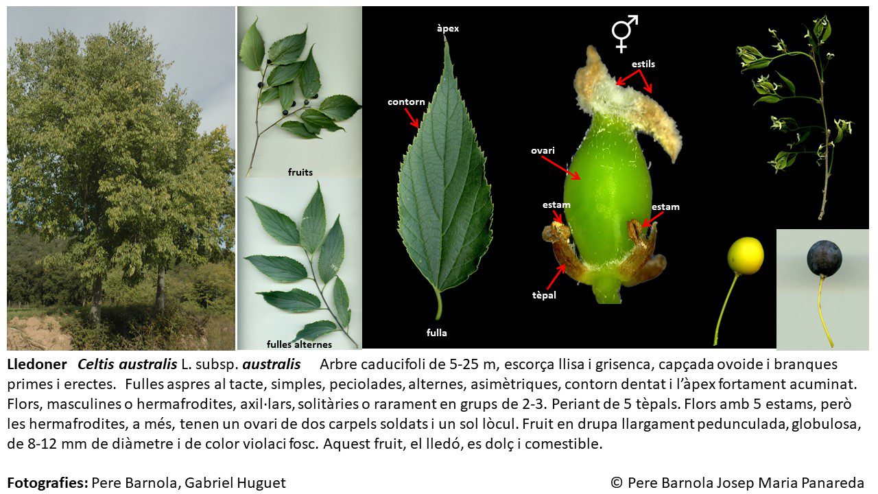 fitxa_Celtis_australis_australis