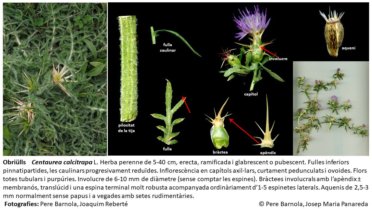 fitxa_Centaurea_calcitrapa