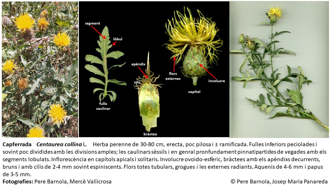 fitxa_Centaurea_collina
