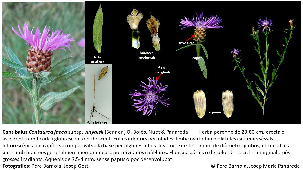 fitxa_Centaurea_jacea_vinyalsii