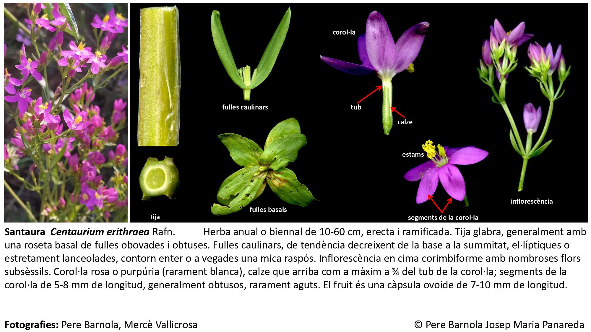fitxa_Centaurium_erythraea_erythraea