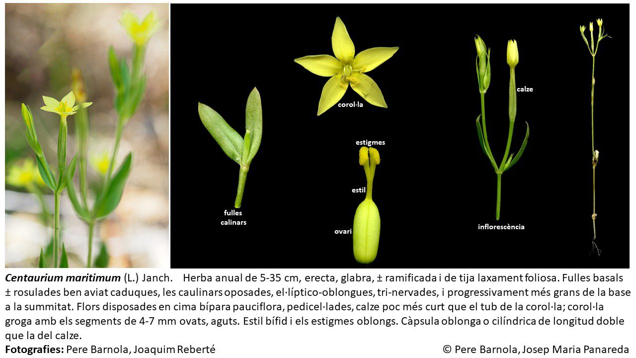 fitxa_Centaurium_maritimum