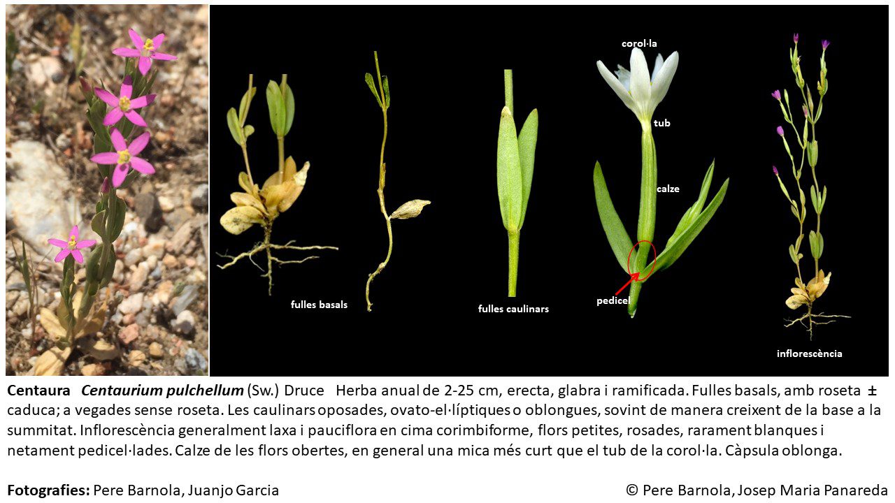 fitxa_Centaurium_pulchellum