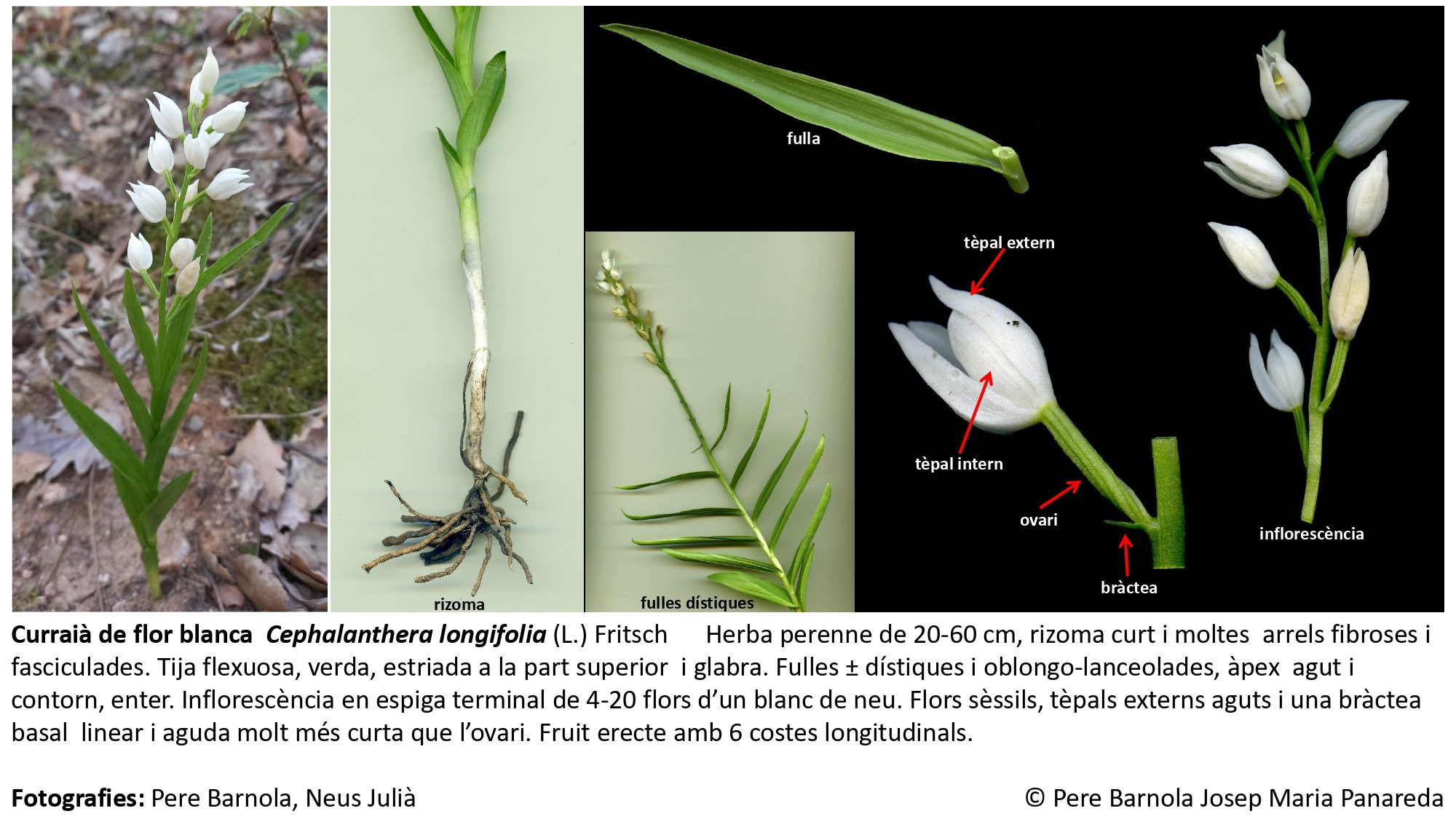 fitxa_Cephalanthera_longifolia