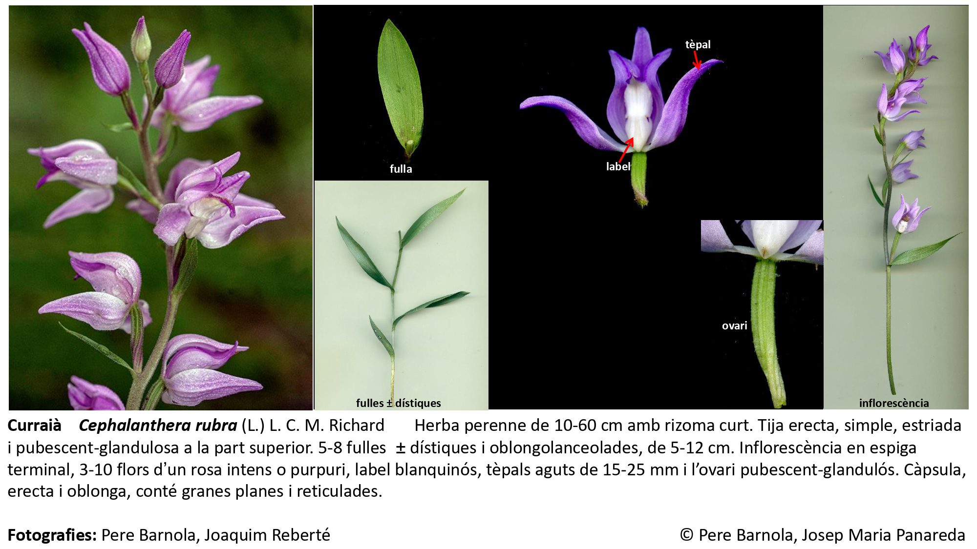 fitxa_Cephalanthera_rubra