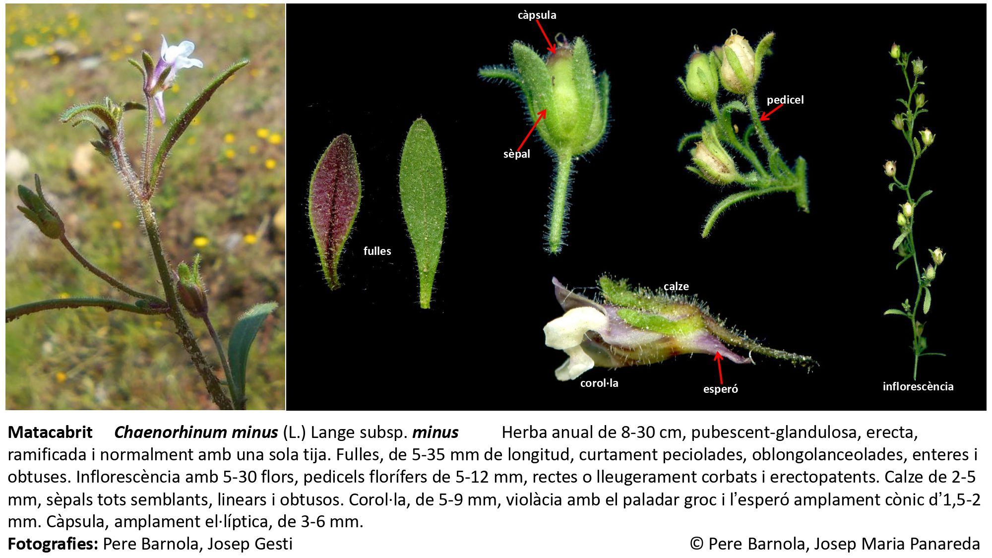 fitxa_Chaenorhinum_minus_minus