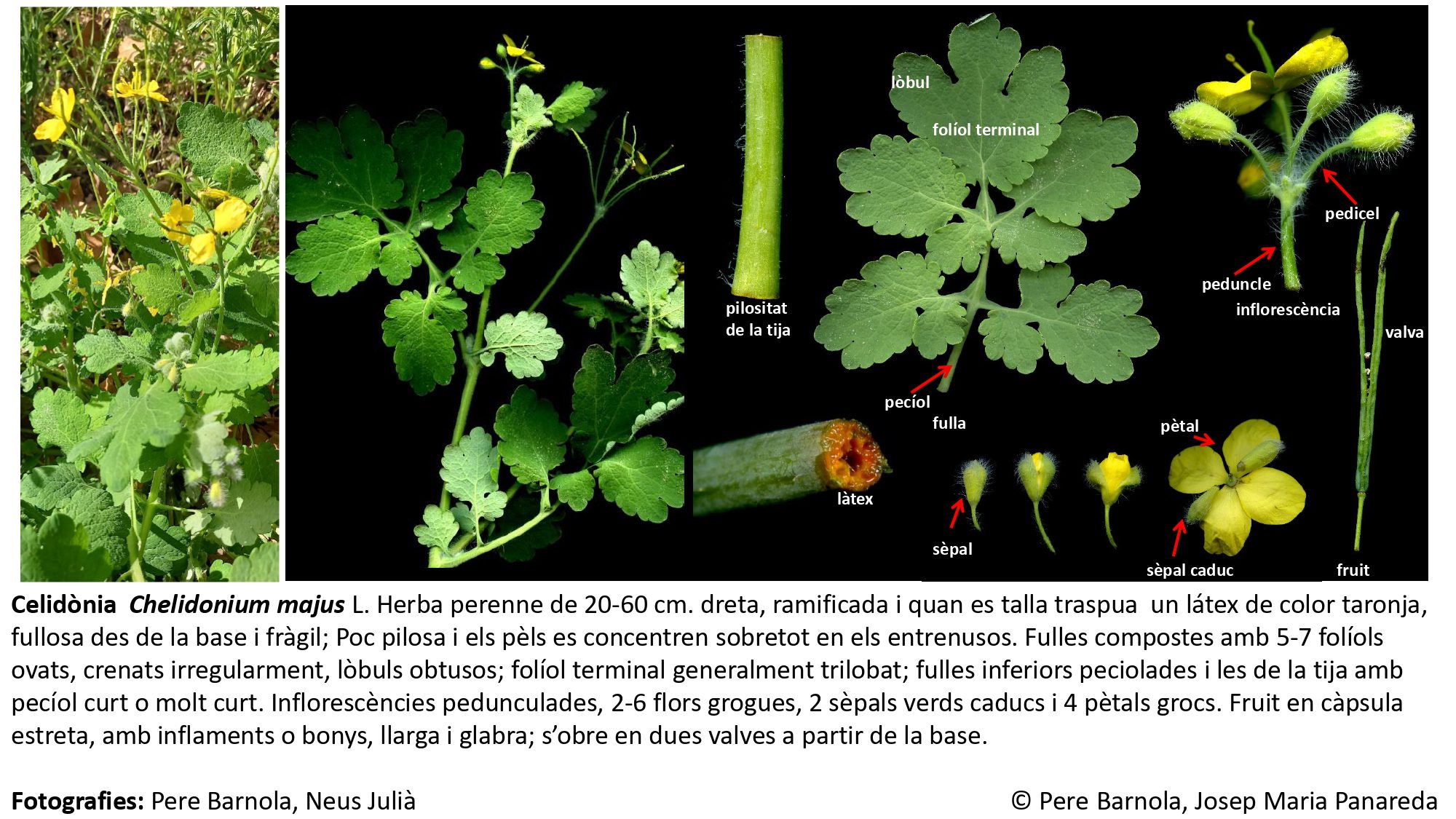 fitxa_Chelidonium_majus