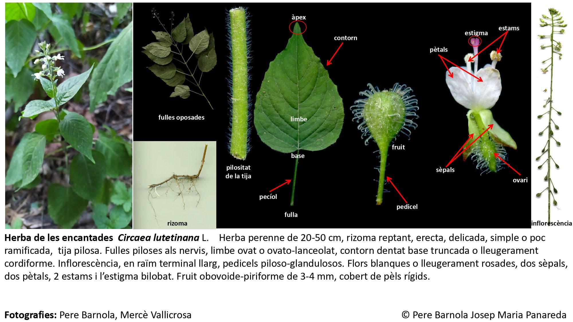 fitxa_Circaea_lutetiana
