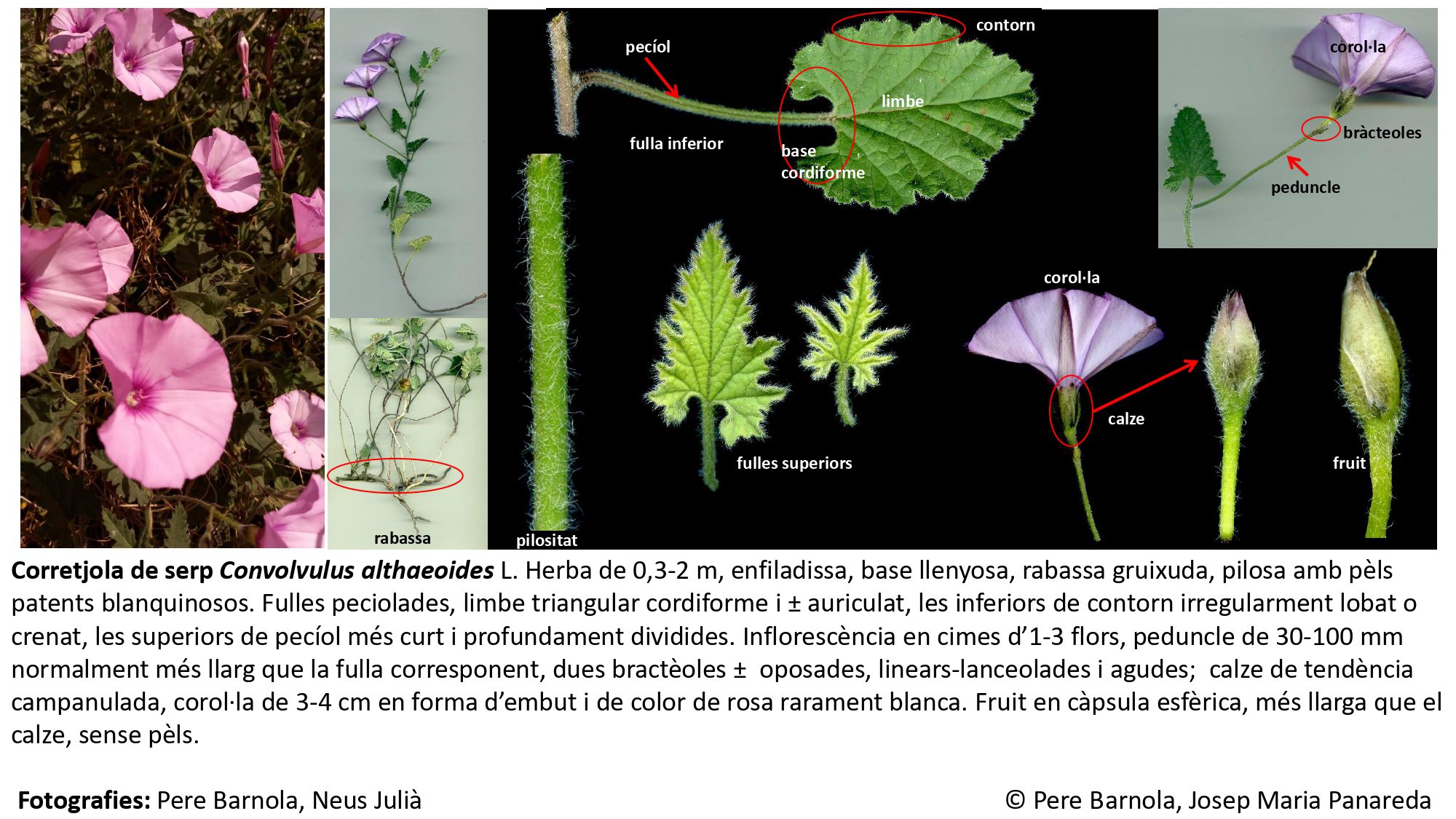 fitxa_Convolvulus_althaeoides