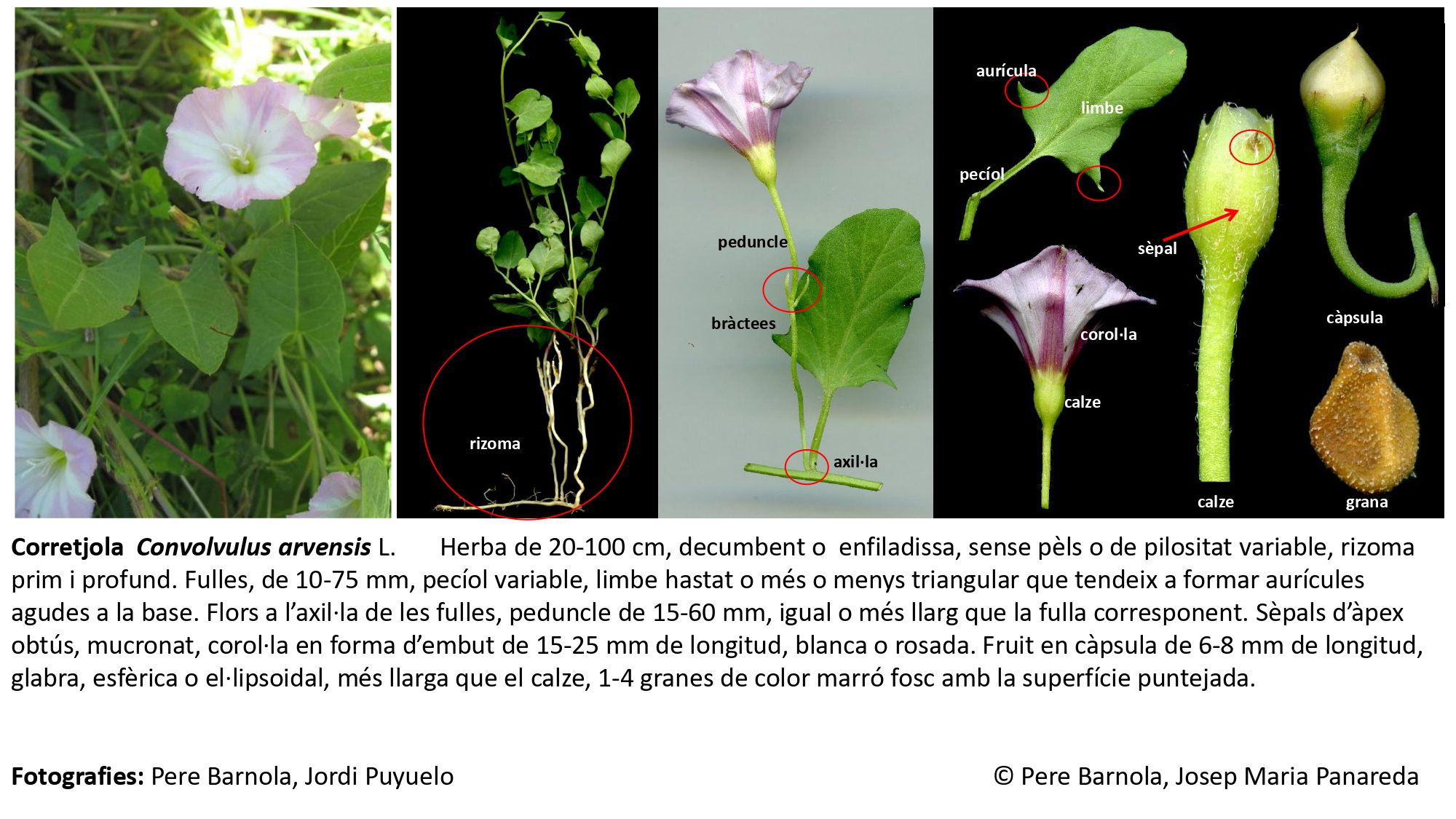 fitxa_Convolvulus_arvensis