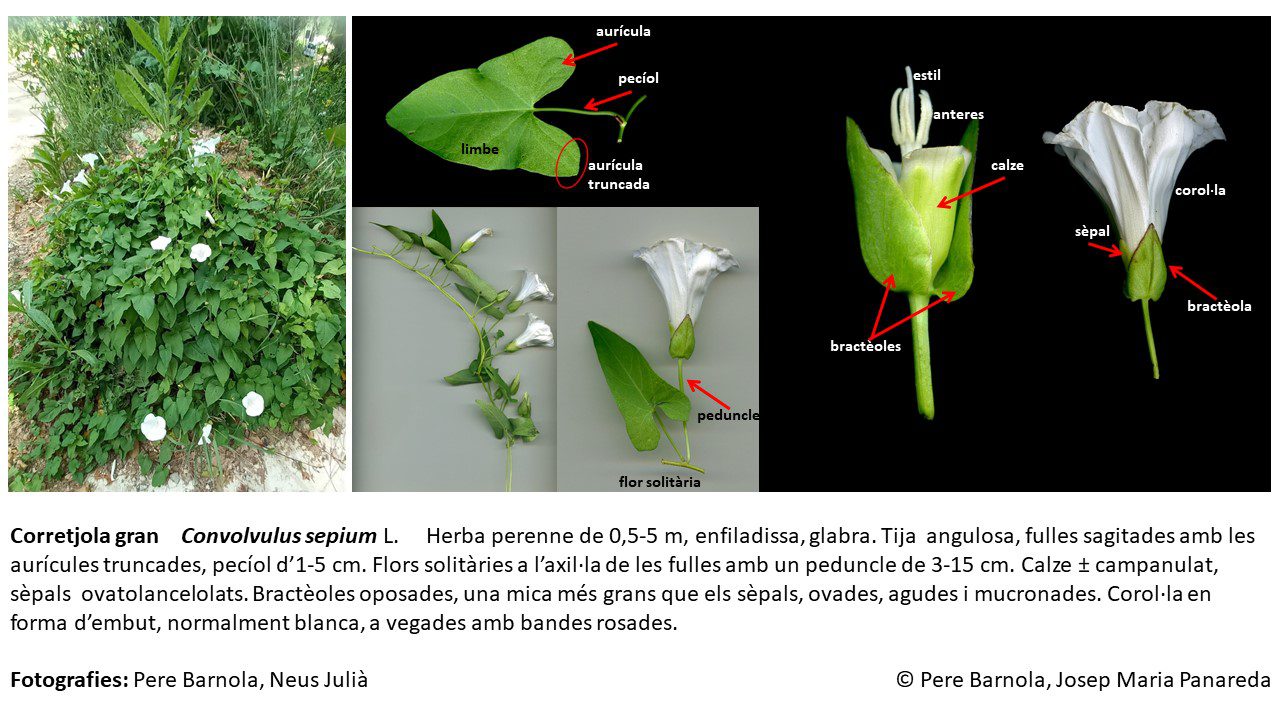 fitxa_Convolvulus_sepium