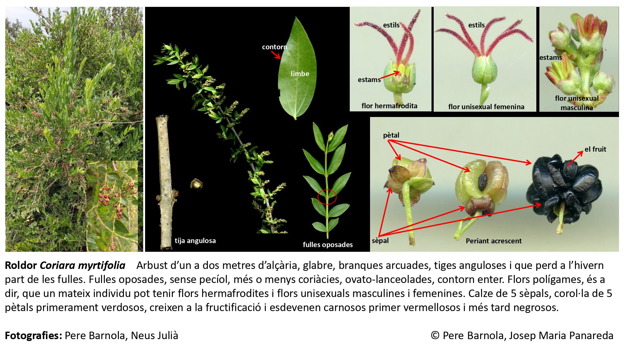 fitxa_Coriaria_myrtifolia