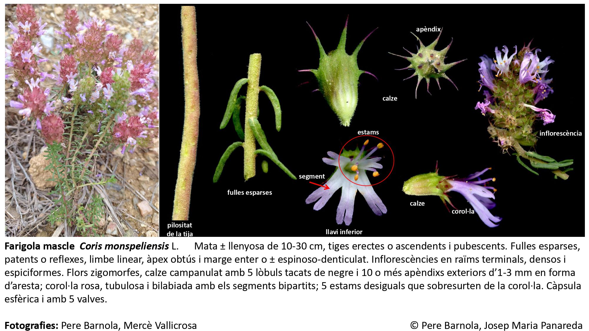 fitxa_Coris_monspeliensis_monspeliensis