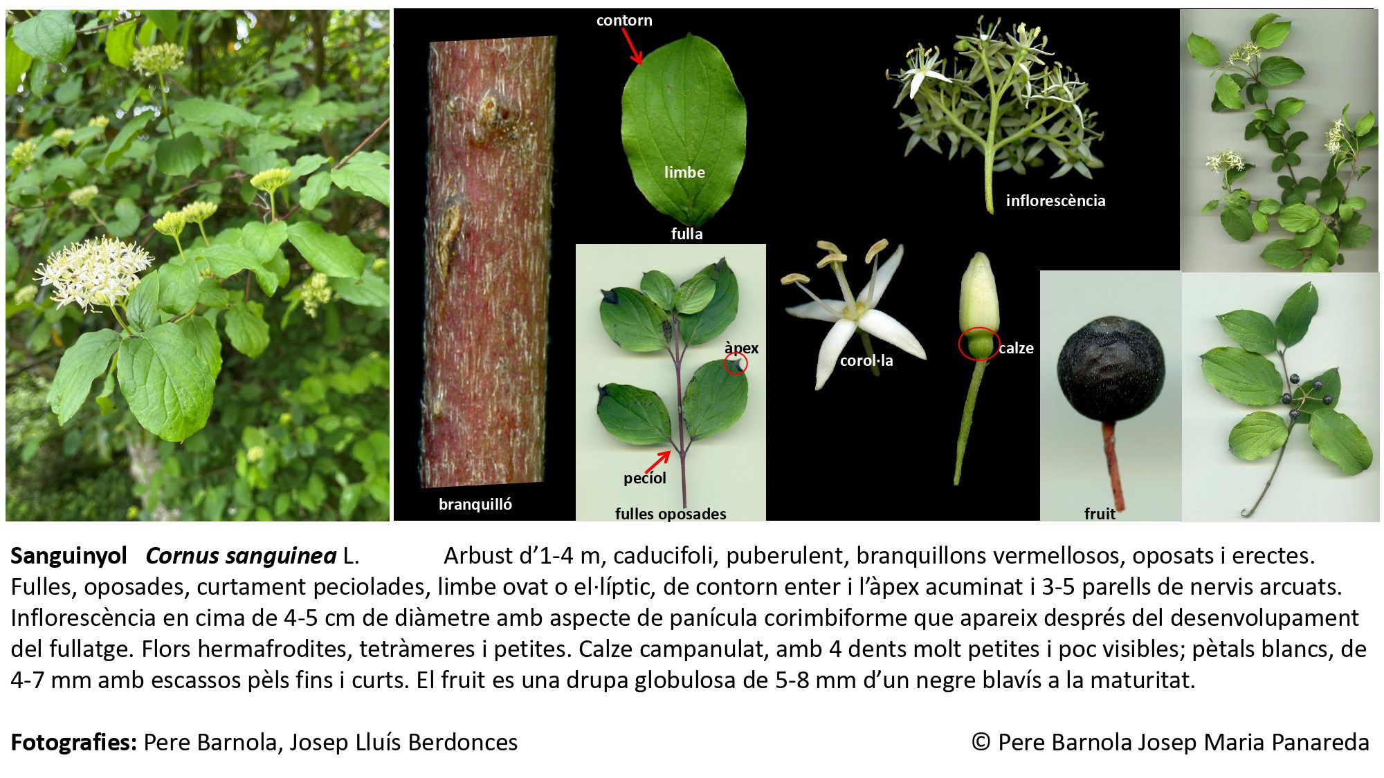 fitxa_Cornus_sanguinea