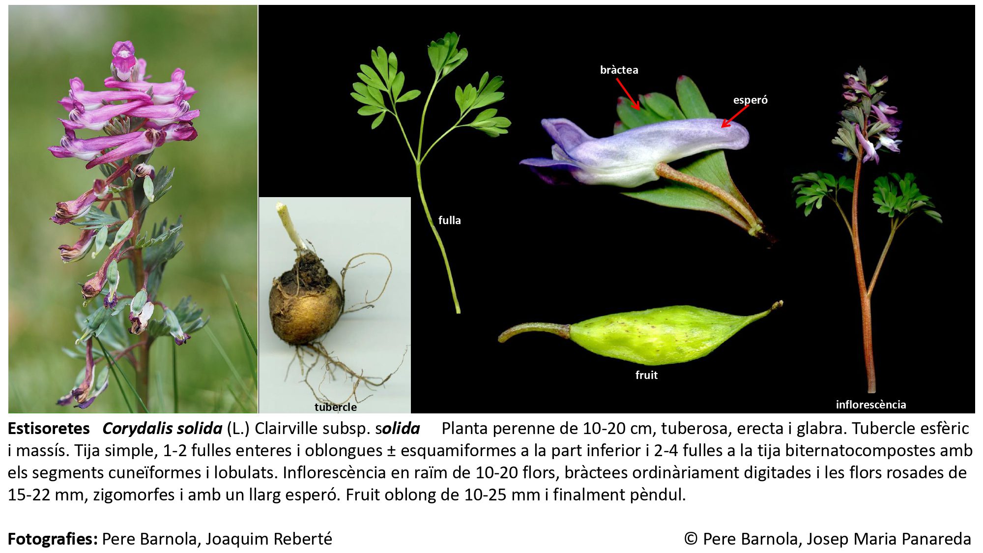 fitxa_Corydalis_solida_solida