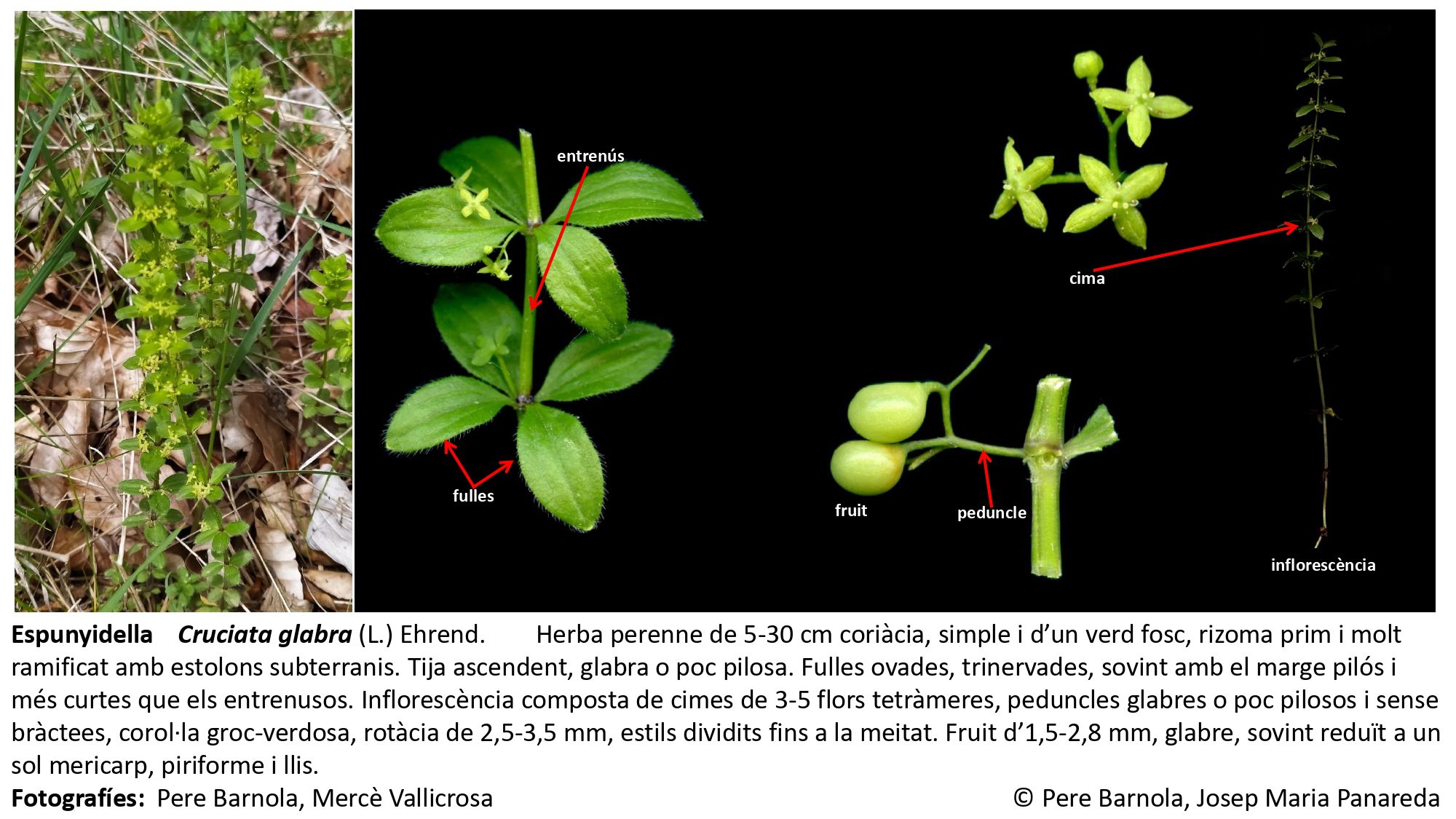 fitxa_Cruciata_glabra