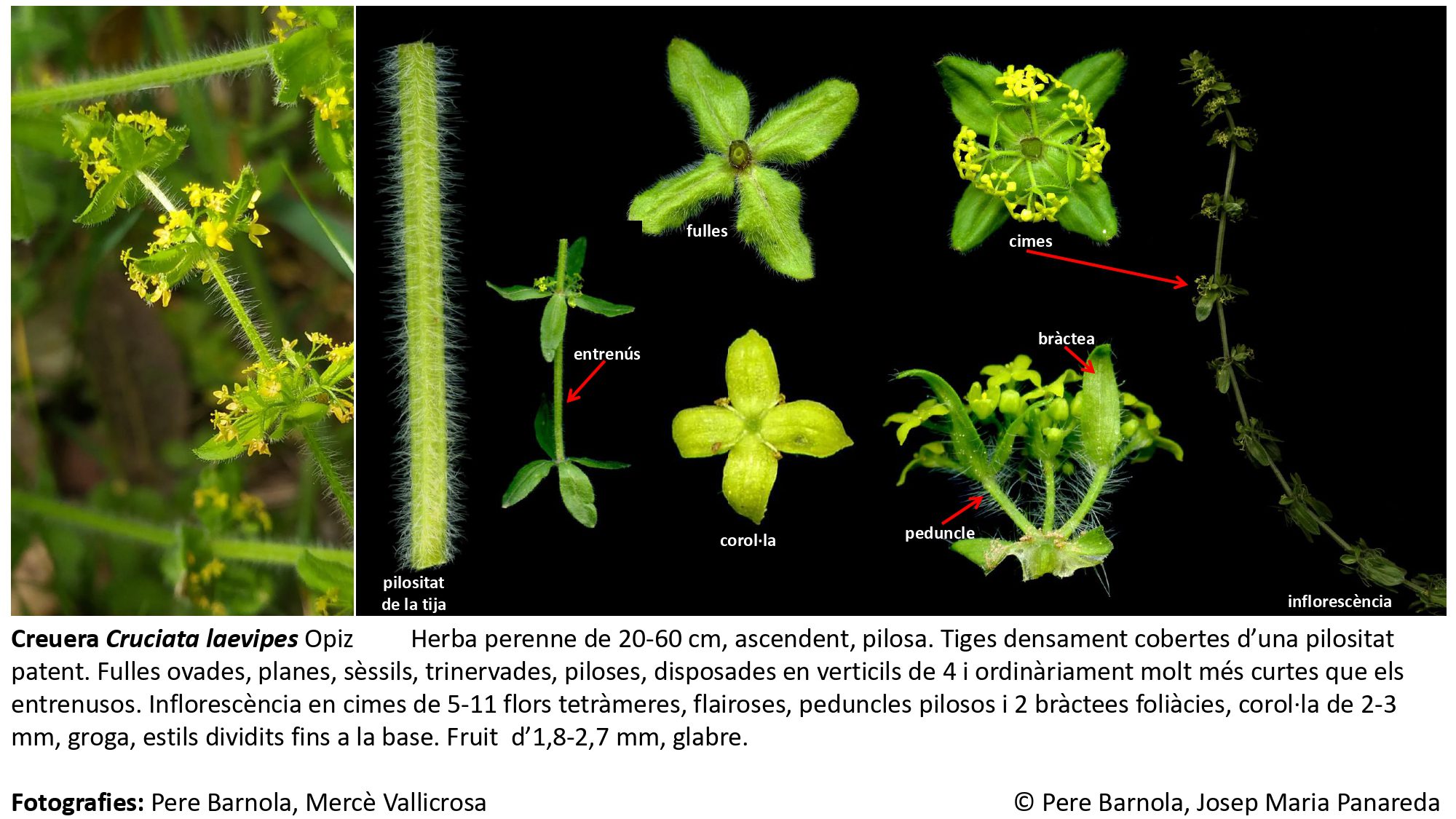 fitxa_Cruciata_laevipes