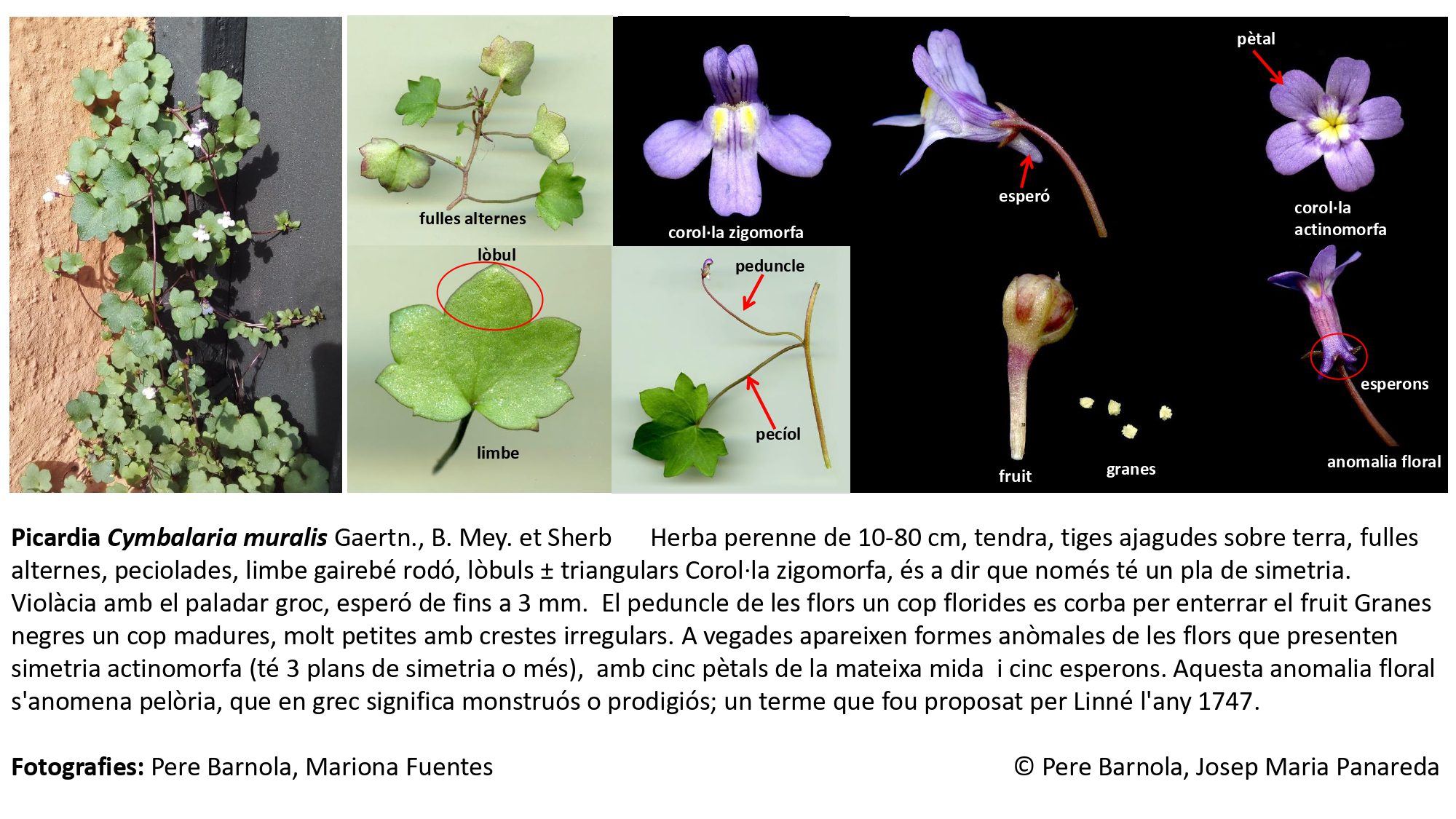 fitxa_Cymbalaria_muralis_muralis