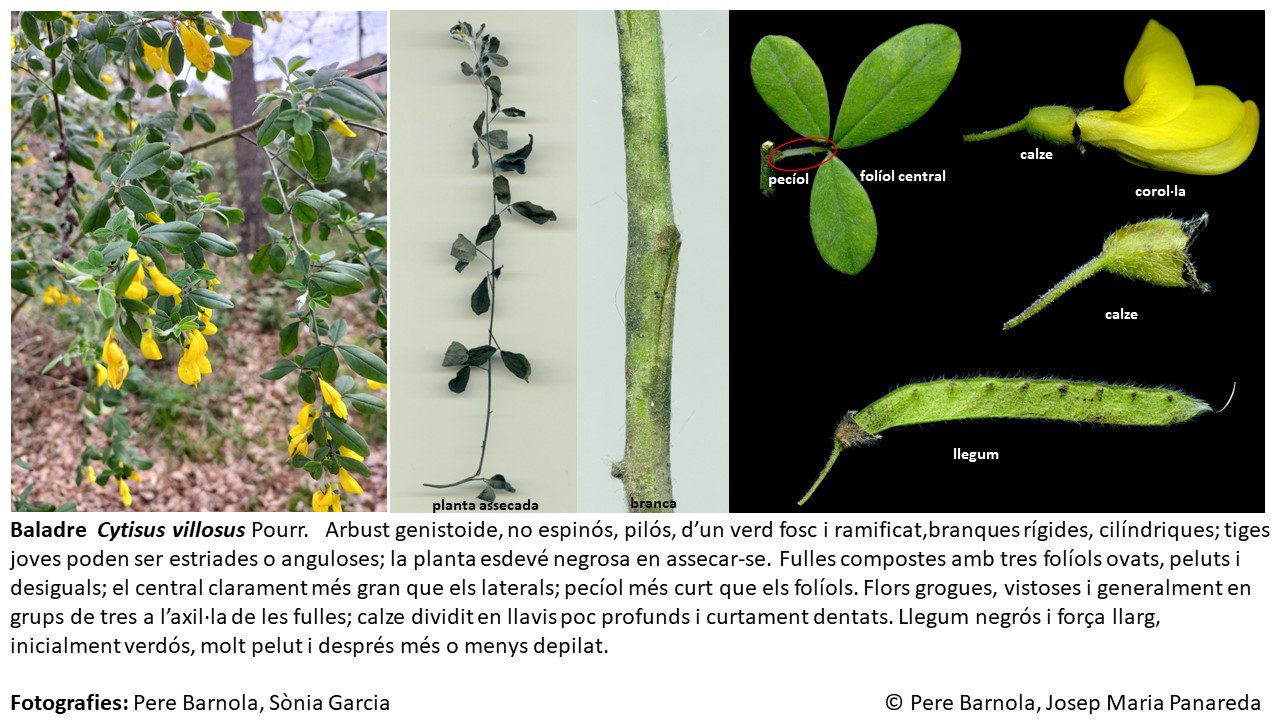 fitxa_Cytisus_villosus