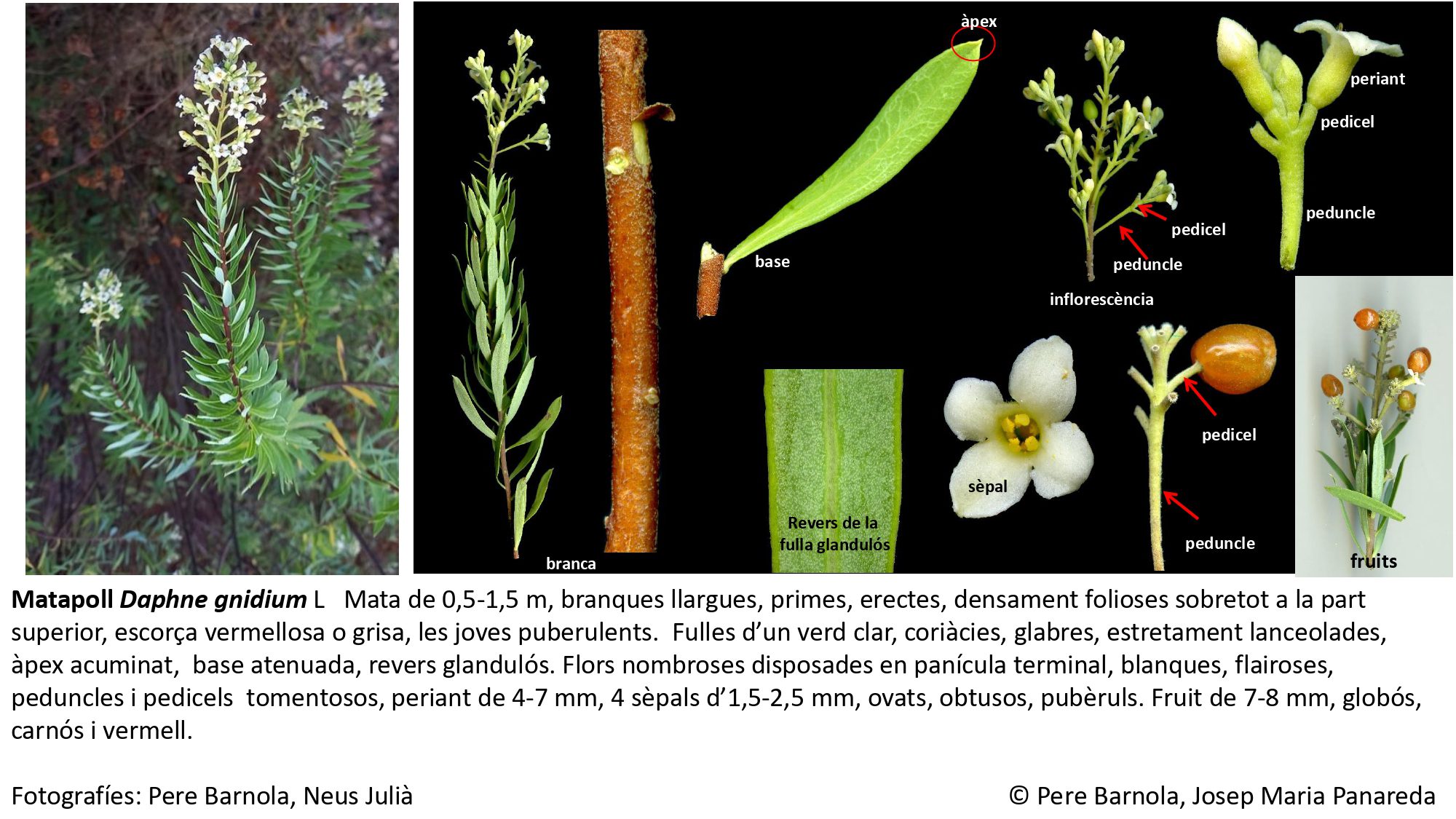 fitxa_Daphne_gnidium