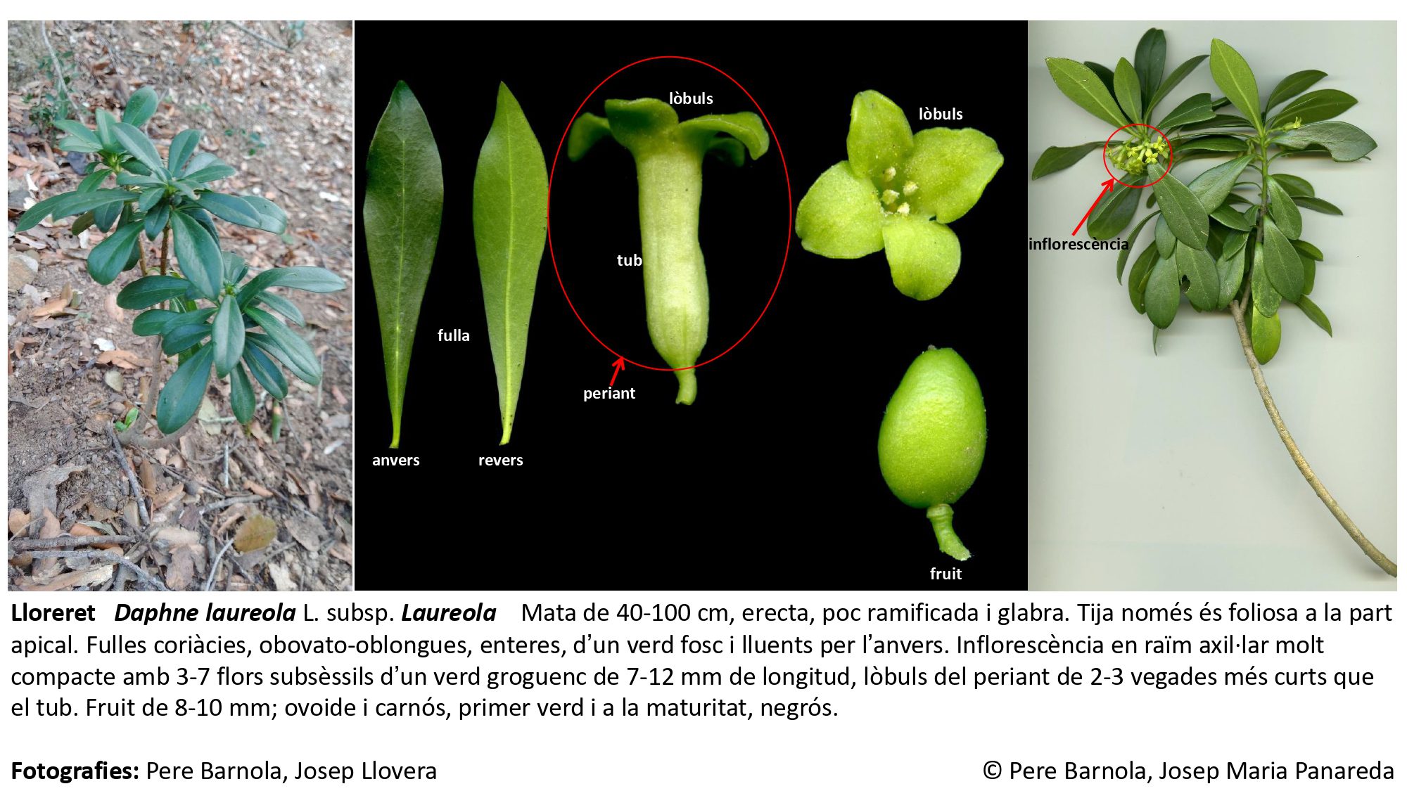 fitxa_Daphne_laureola_laureola