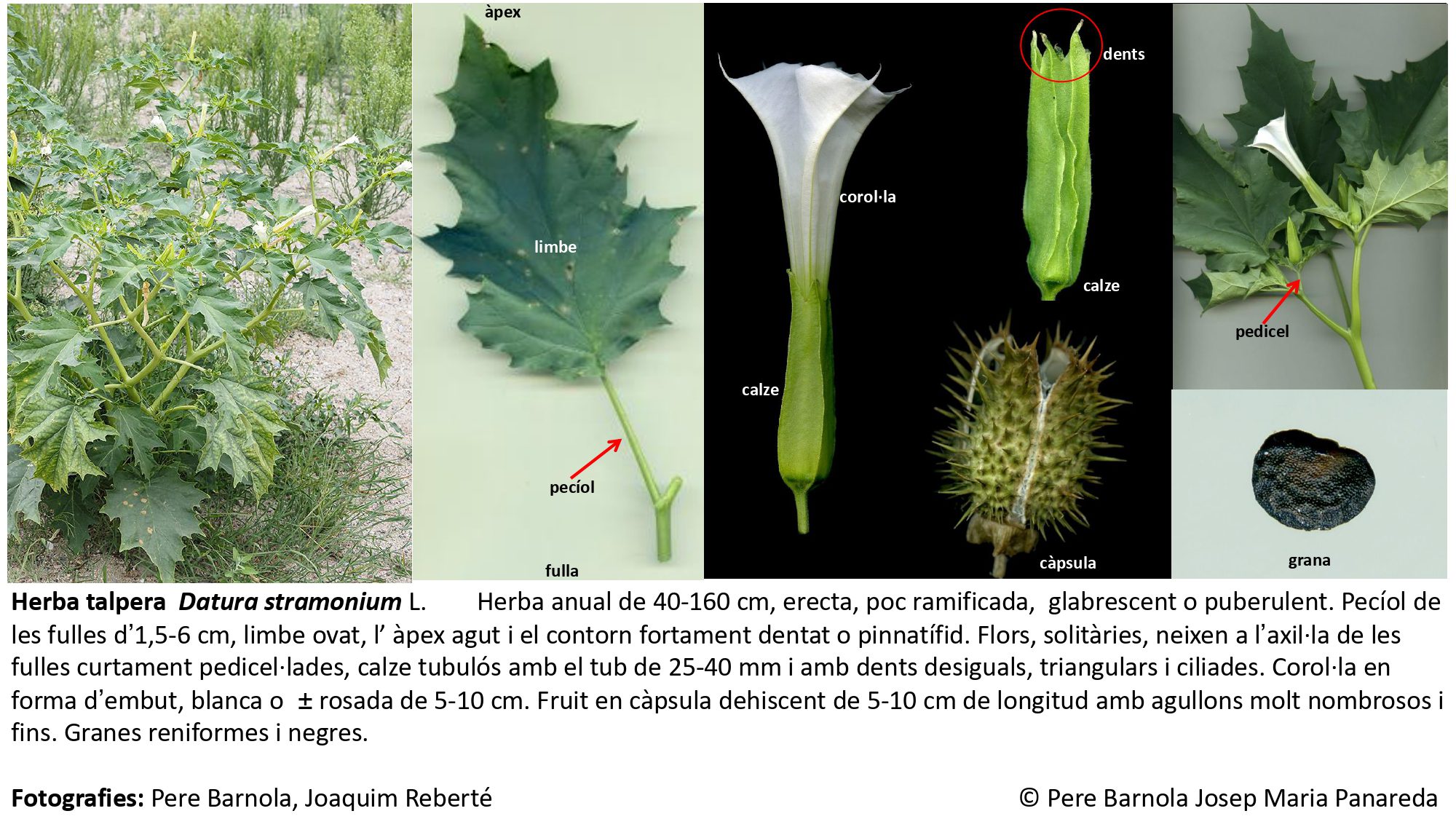 fitxa_Datura_stramonium