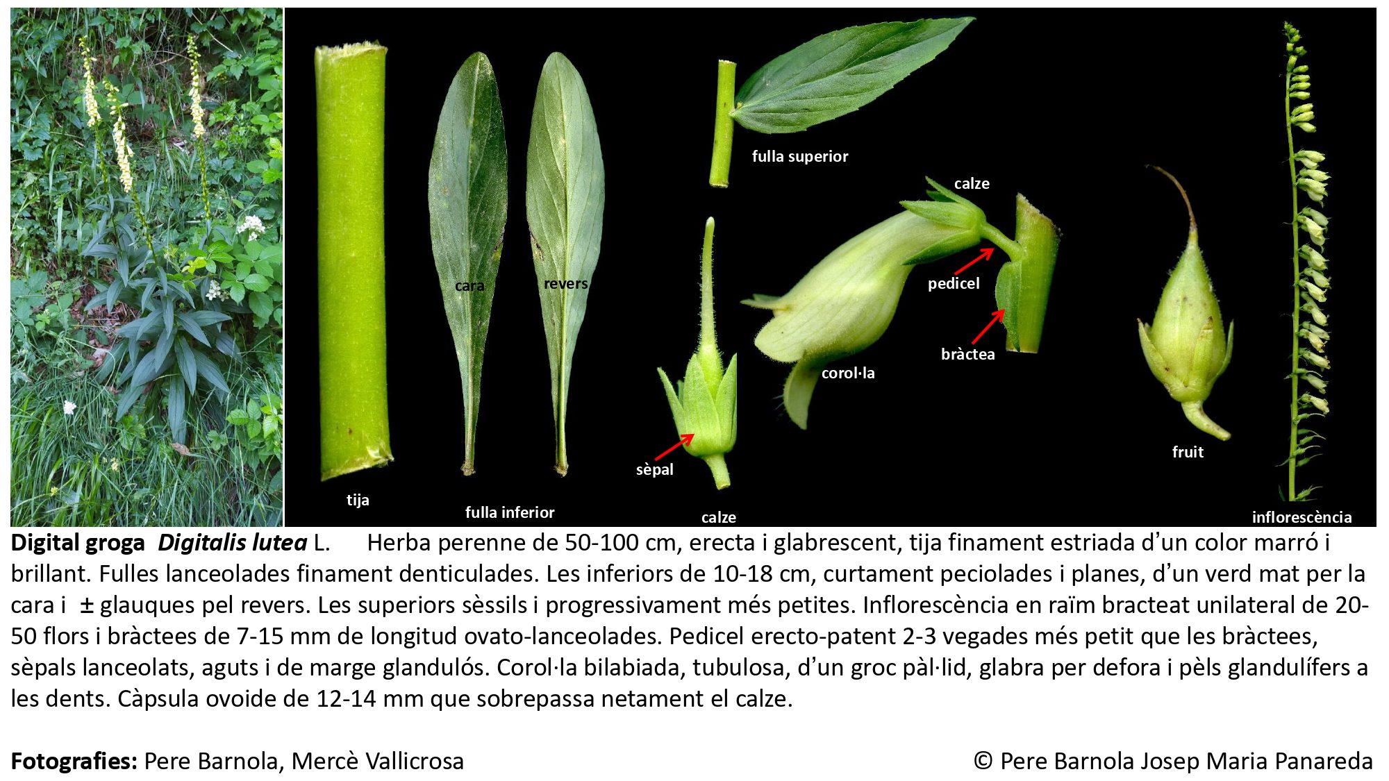 fitxa_Digitalis_lutea_lutea