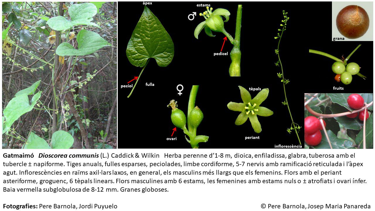 fitxa_Dioscorea_communis