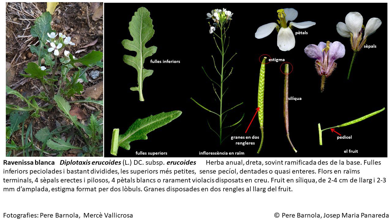 fitxa_Diplotaxis_erucoides_erucoides